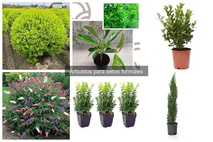 Ventajas y desventajas de los arbustos para setos formales