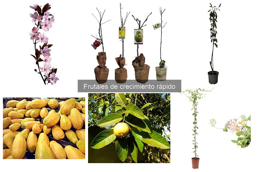 Ventajas y desventajas de los frutales de crecimiento rápido